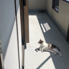 マリーが蜘蛛の巣目掛ける訳。にゃんずベランダ動画の画像