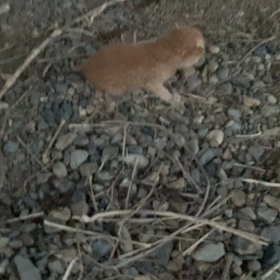 多分、元気の画像