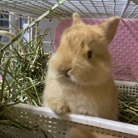 もぐもぐ　くしくしの画像