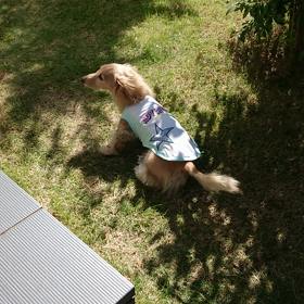 上級者～!犬(￣▽￣;)の画像