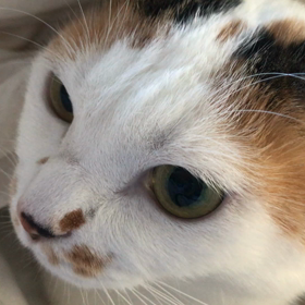 ぬくぬくハナちゃんの画像