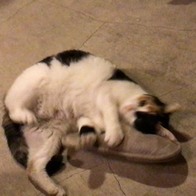 うちの子の画像