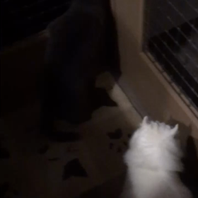 ぴょぴょーん！の画像