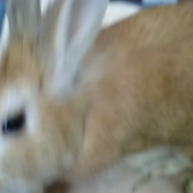 ホリホリカジカジ元気ですの画像