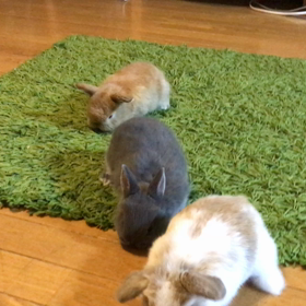 久しぶりの夜の運動会。の画像