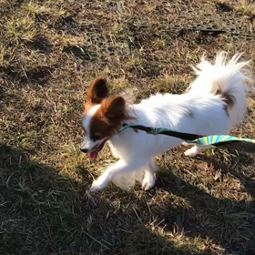 ♪お散歩動画♪代々木公園♪の画像