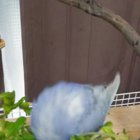 ララちゃんの水浴びの画像