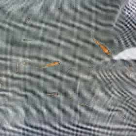 掬ってみました〜紅白ラメ〜の画像