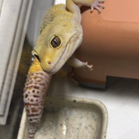 ケロちゃんパクパクっ笑笑の画像