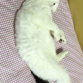 得意技？の画像