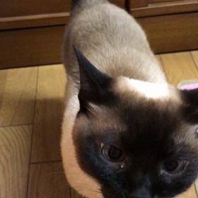 りんのおやつの画像