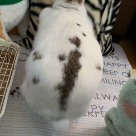 まいまい★の画像