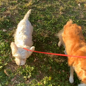 11月21日8わんこと2時間遠足　　代々木公園の画像