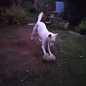 取れないよ～の画像