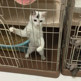 ちょっとー誰か止めてーの画像