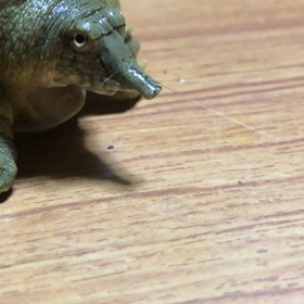 試してなんぼ。の画像