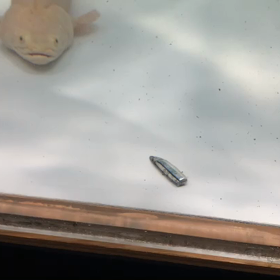 プラチナコンギクス捕食！の画像