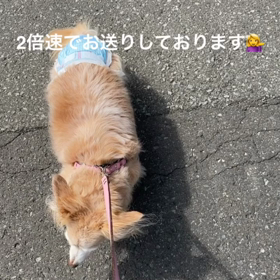 今日のリハビリの画像
