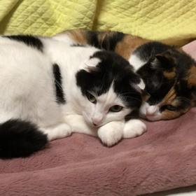 静止画みたいな動画パート２の画像