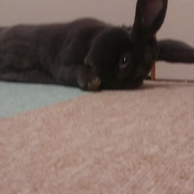 福島弁のアナ雪さんの画像