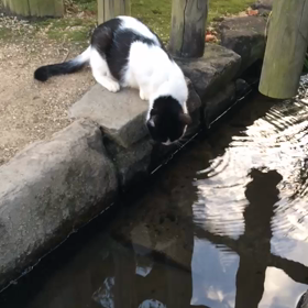 賢くって、可愛い猫ちゃん♡の画像