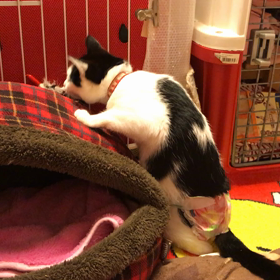 ラードを脱いでみませんかにゃ？の画像