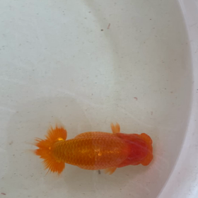 また追加します‥の画像