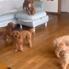 どした？の画像