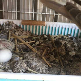 ジュズカケバトの画像