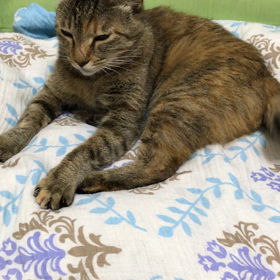 マリーちゃん、反抗期の画像