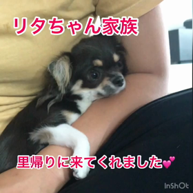 リタちゃん里帰りの画像