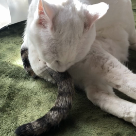 けづくろいの画像