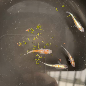 7/30  LINE販売個体動画④〜⑥の画像