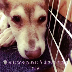 明日は安城市で譲渡会に参加しますの画像