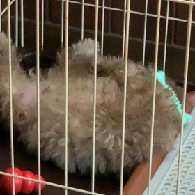 家に来るべきして来たCocoaさん。の画像