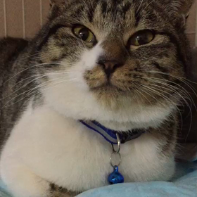 ムタさん【里親様募集中】の画像