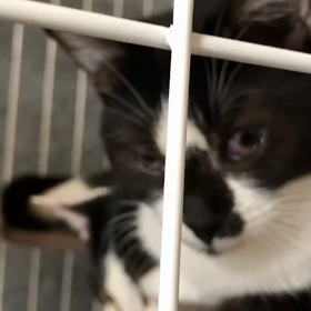 多頭飼育レスキュー【4月24日】の画像