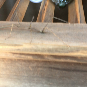 ナナフシの画像