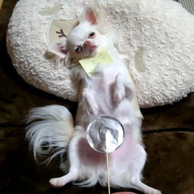 すち子100％の画像