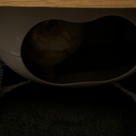 明日からお泊まりのむぎさん(´･_･`)の画像