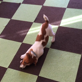 サヤインゲンの画像