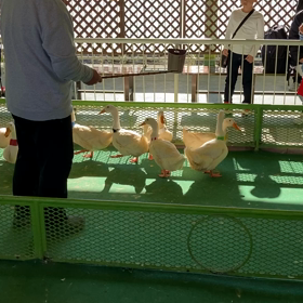 別府ラクテンチ　アヒ  ルの競争の画像