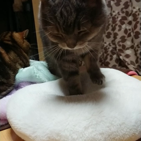 猫さんあるある(*^ー^)ノ♪の画像