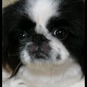 まいど！の画像