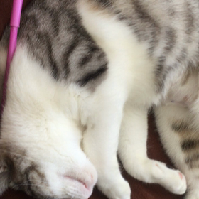 眠りの邪魔すると必ずこのリアクションの画像