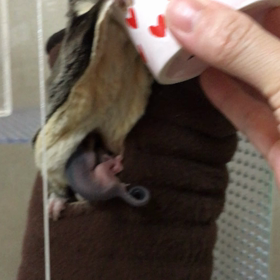 フクモモベビーの画像