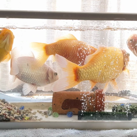 金魚の水槽掃除したﾉﾉ( ˊᵕˋ ;)の画像