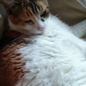 甘えん坊の声の画像