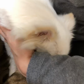 姉に歯磨きされたチワシュウ  2の画像