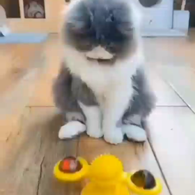 思わずにっこり(*´∇｀*)の画像